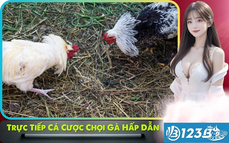 Đá gà 123b trực tiếp mọi trận đấu, cá cược chọi gà hấp dẫn